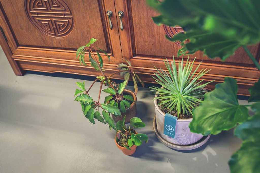 Plant Atelier vergroent barbier